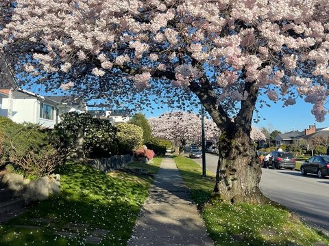 A flowering cherry tree over a sidewalk