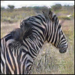 Fake zebra