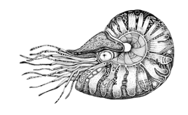 nautilus